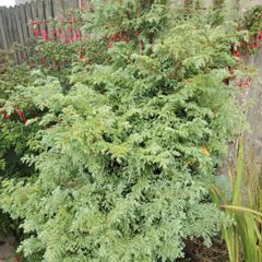 Plant