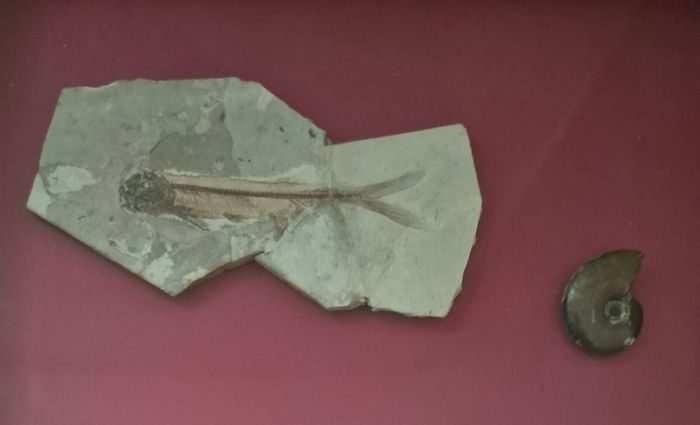 Fossilized prehistoric fish / fossilized wood and ammonite, shark teeth. In display frame.