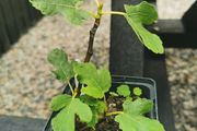 fig tree plant