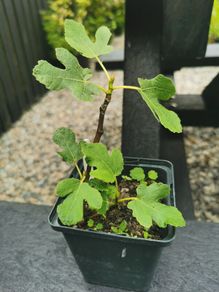 fig tree plant