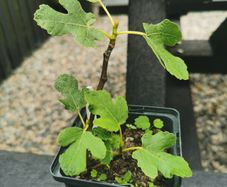 fig tree plant