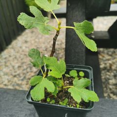 fig tree plant