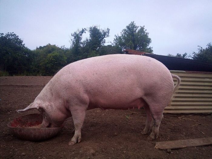 In pig sow