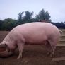 In pig sow Image 2
