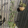 Cutleaf thornless blackberry plant Image 2