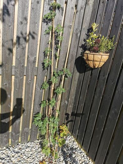 Cutleaf thornless blackberry plant
