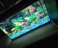 fish tank