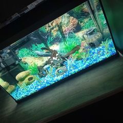 fish tank