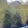 Large Bamboo Plants Image 5