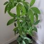 Pachira planter Image 3