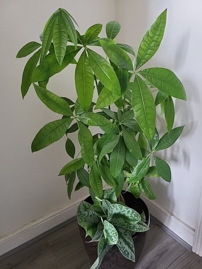 Pachira planter