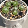 plant Image 2