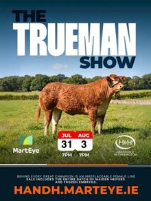 Limousin Sale of Heifers