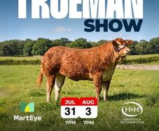 Limousin Sale of Heifers