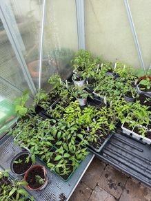 tomatos plants
