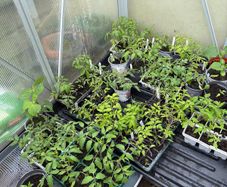 tomatos plants