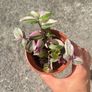 plant Image 2