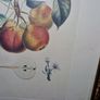 Antique engraving Duhamel, Poiteau, & Turpin - Pears Image 4