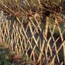 Willow for Living Fence / Screen Image 2