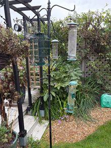 Bird Feeders x5 , Stand and various feed.