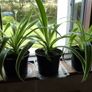 Large spider plants Image 2