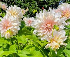 Giant Dhalia Cafe Au Lait SALE