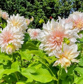 Giant Dhalia Cafe Au Lait SALE