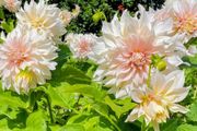 Giant Dhalia Cafe Au Lait SALE