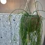 Mistletoe Cactus Image 3