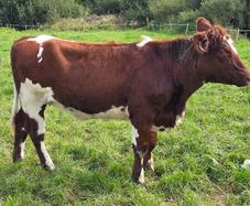 Pedigree Shorthorn Heifers
