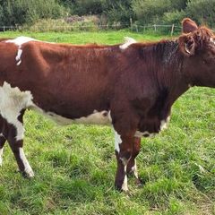 Pedigree Shorthorn Heifers