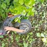 e scooter Image 4