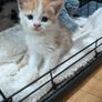 kittens Image 3