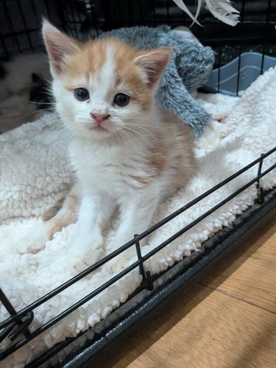 kittens