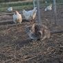 Organic La Bresse Chicks Image 2