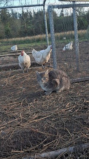 Organic La Bresse Chicks
