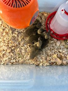 Ducklings