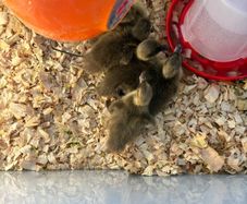 Ducklings