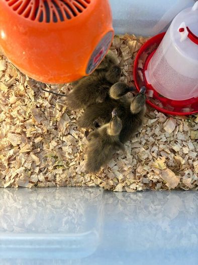 Ducklings