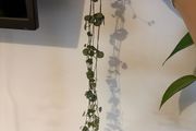 String of Hearts plant