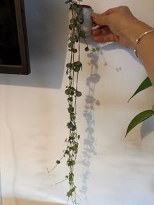 String of Hearts plant