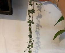 String of Hearts plant