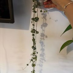 String of Hearts plant