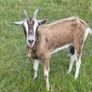 Female goat Image 2