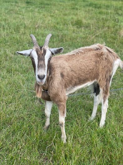 Female goat