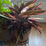 Indoor/ Outdoor Plants Image 2