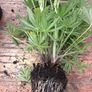 plants Image 5