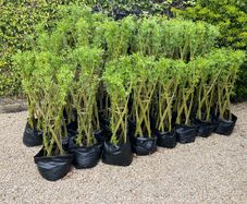 Living Willow Sculptures 20-25 euro each