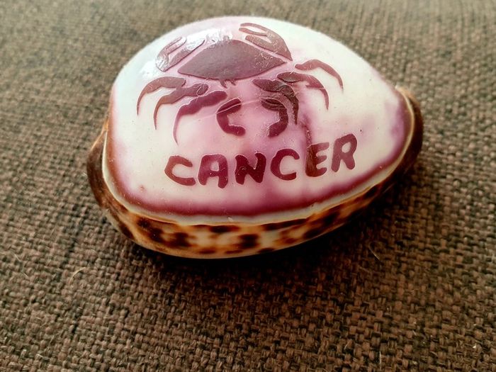 Cancer Zodiac Shell - Polished Decorative Piece