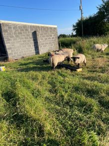 Lambs